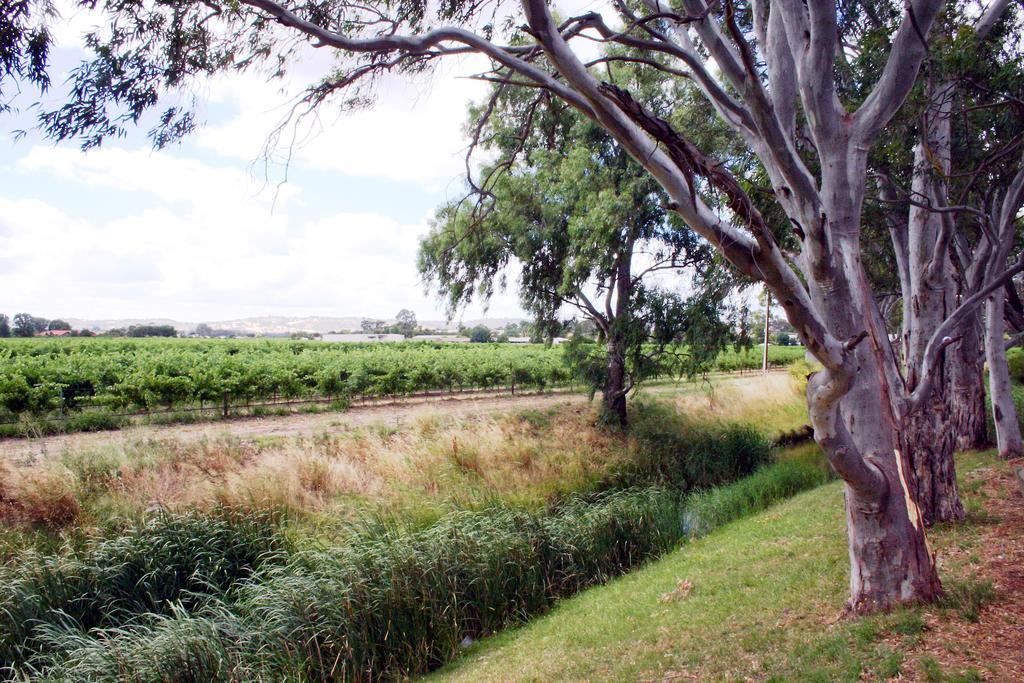 Vine Inn Barossa Nuriootpa Exterior photo