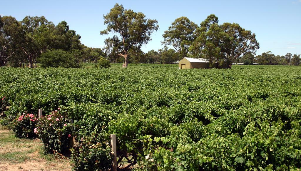 Vine Inn Barossa Nuriootpa Exterior photo